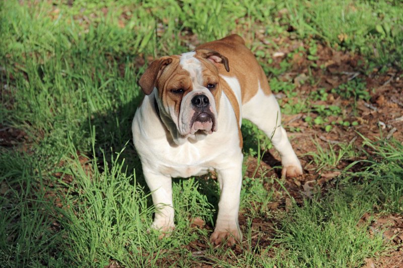 Olde English Bulldogs at insightout Kennel - Lil' Audrey