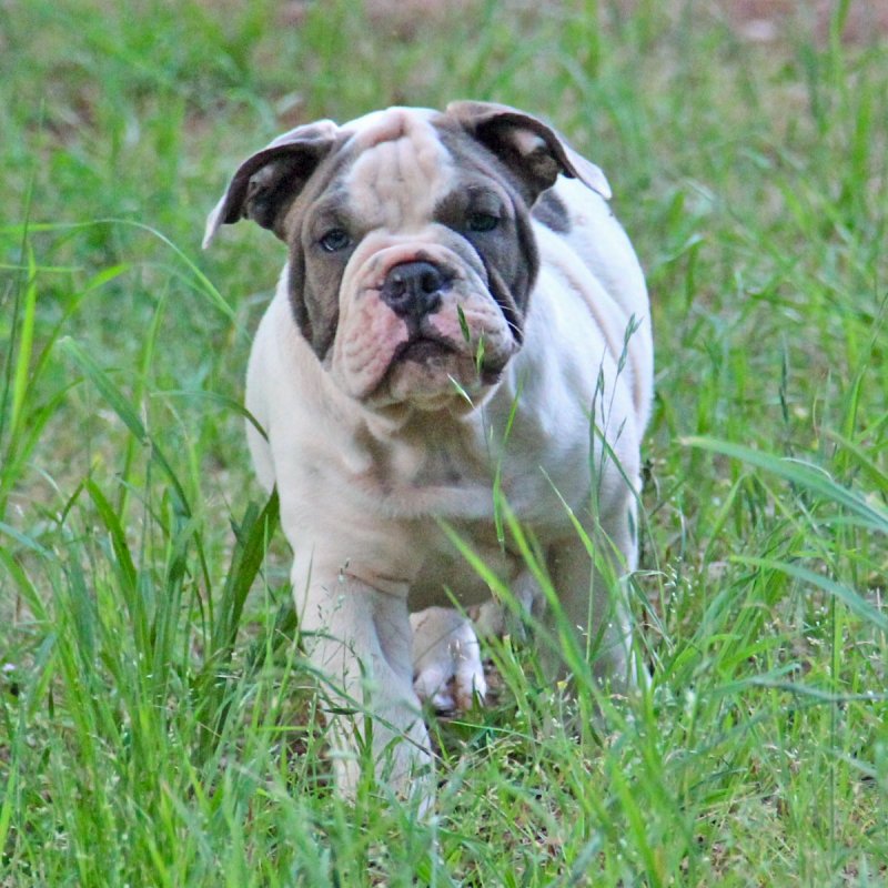 Olde English Bulldog Puppies at insightout Kennel - Sterling